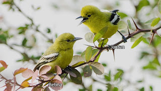 Birds Cipoh: How to Distinguish And Characteristics Bird Bird Cipeuw Cipoh Males And Females