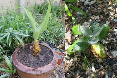 Merwilla and Brachylaena seedling