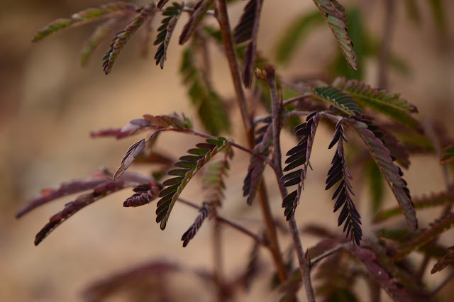 calliandra californica baja red, amy myers, garden bloggers foliage day, small sunny garden, desert garden, nyctinasty