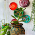 How to Grow Jade plant in Matka (Earthen pot)  - Easy DIY Home decor 