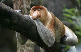 Proboscis monkey