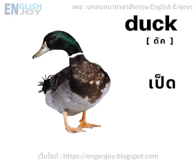 Duck [ดัค] - เป็ด