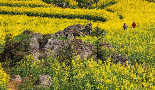 Pemandangan Lautan Bunga Kuning Di China [ www.BlogApaAja.com ]