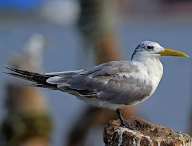 Thalasseus bengalensis juvenile