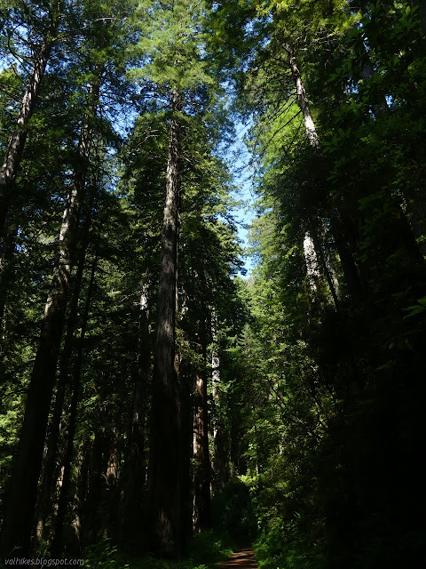 tall redwoods