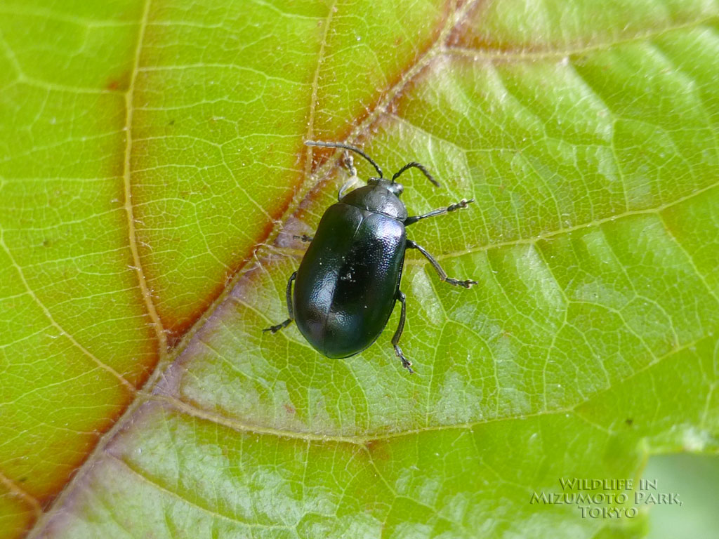 ハンノキハムシ Alder Leaf Beetle 水元公園の生き物