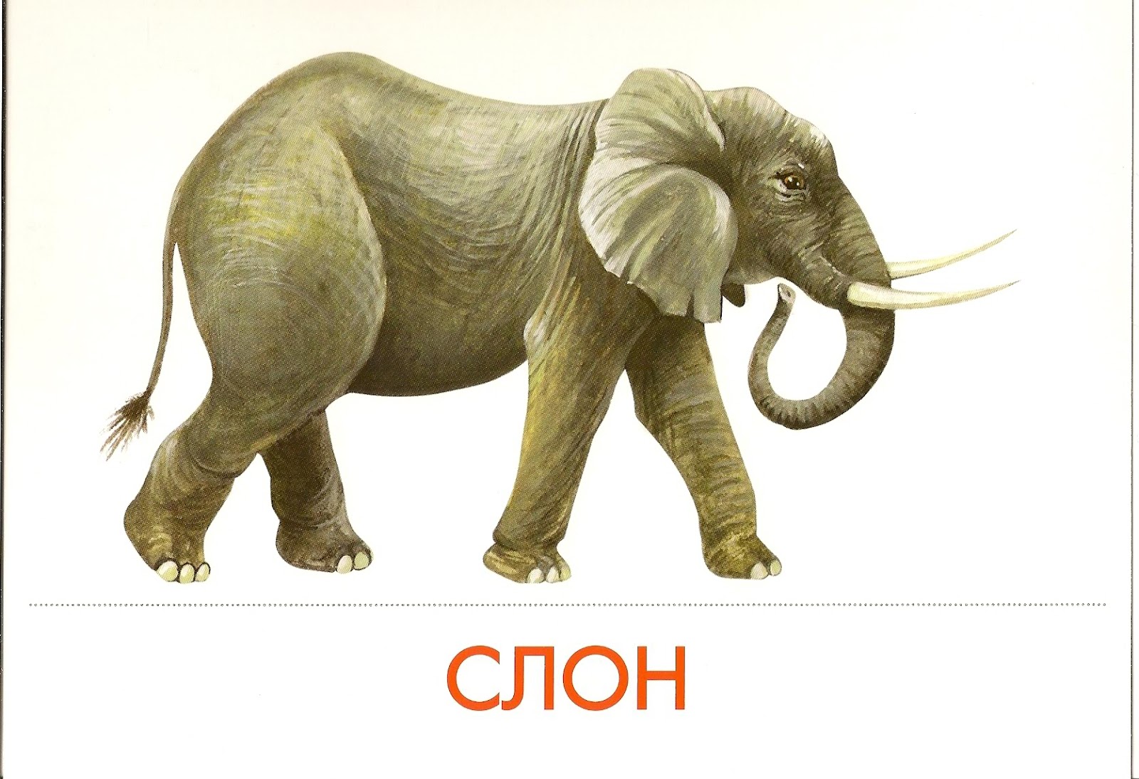 Слон лось. Слон. Карточки для детей слониха. Слон карточка для детей. Животные жарких стран.
