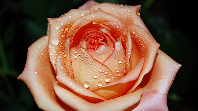 Water Drops on Orange Rose hd wallpaper