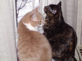 Real Cats Paisley and Webster in the window