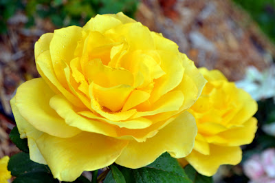 Robert L. Stanton Memorial Rose Garden