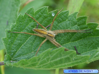 Pisaure admirable - Pisaura mirabilis 