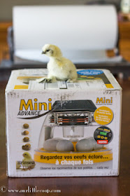 Our Little Coop Brinsea Mini Advance incubator review