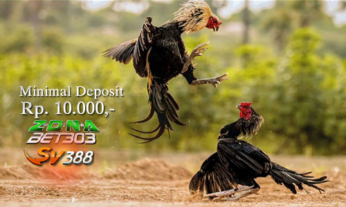 Agen Daftar Situs Judi Sabung Ayam Online 24 Jam Resmi