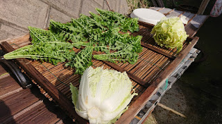 大根の葉と白菜