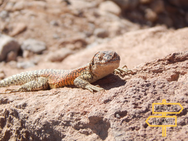 Termas de Puritama: animais do Deserto do Atacama