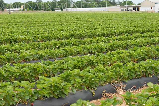 Strawberry fields blog