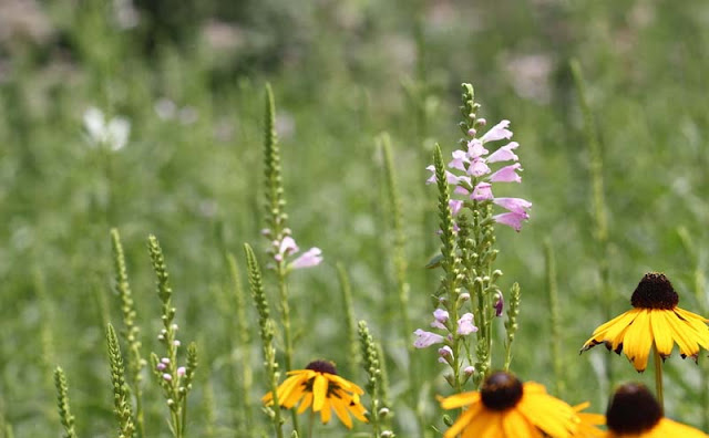 Physostegia Virginiana Flowers Pictures