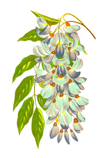 vintage Wisteria Flowers illustration clipart