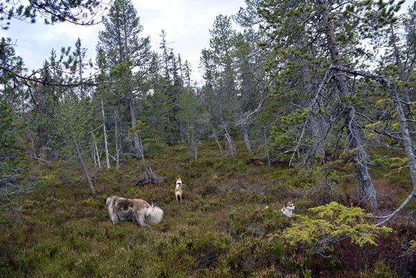 Kringsjå Gulsvik