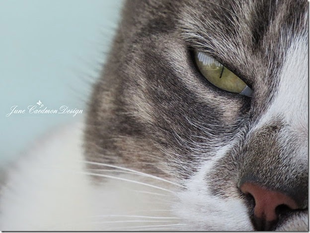Kitty