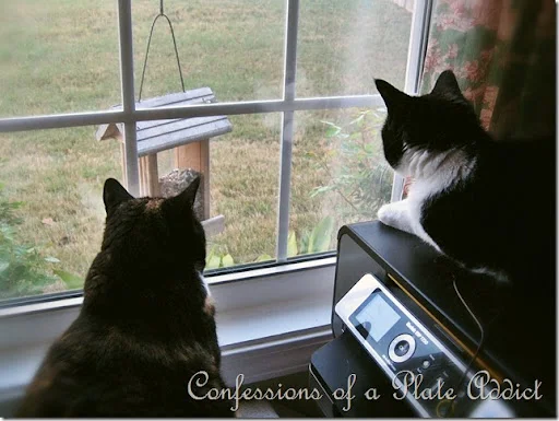Cat TV Cat TV