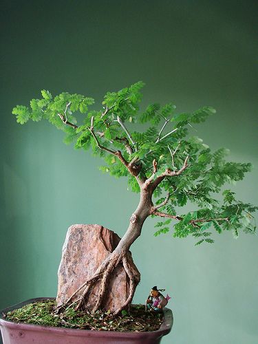 Jual Tanaman  Hias Bonsai Beringin Cara Membuat Tanaman  