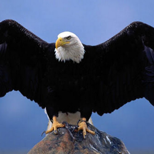 40 Lebih Foto Burung Elang Keren