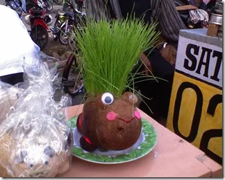 Rumput Horta