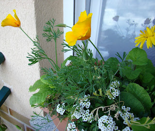 Semillero de caléndulas (Calendula officinalis L.) y las amapolas de California o dedal de oro (Eschscholzia californica Cham.).