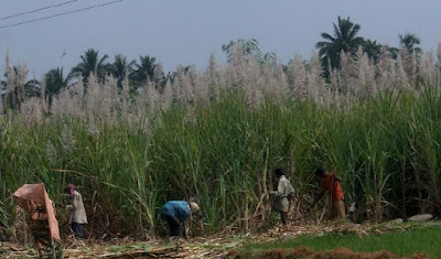 Harvesting sugar canes.