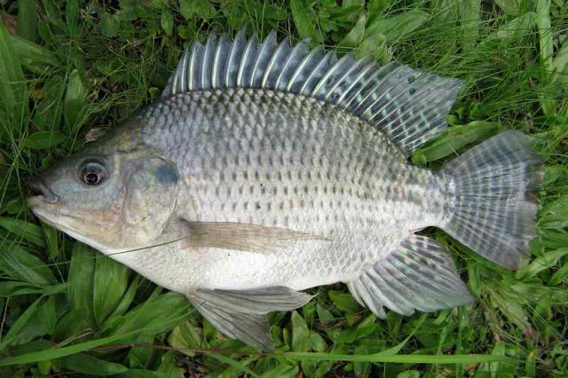 ikan nila badot