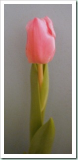 DSCF0007