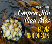 Racikan Umpan Ikan Mas Media Biji Durian Paling Efektif!!