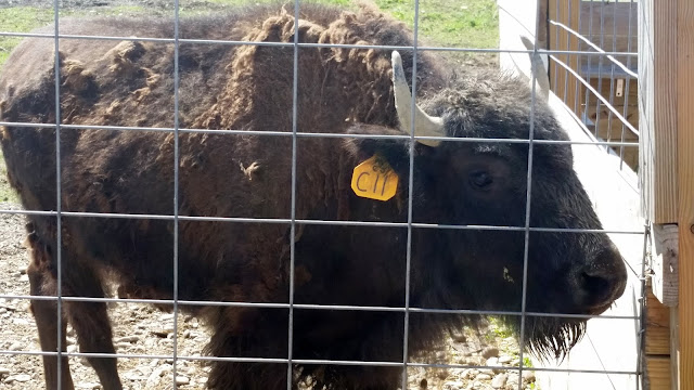 My Daughter's Field Trip:  Animal Adventure --Harpursville, NY --How Did I Get Here? My Amazing Genealogy Journey