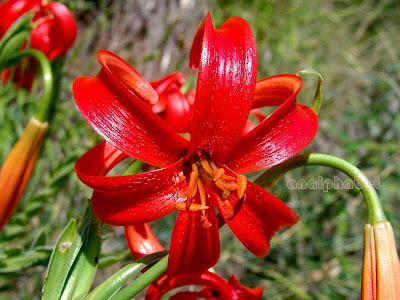 Лилия халцедонская / Лилия халкедонская (Lilium chalcedonicum)