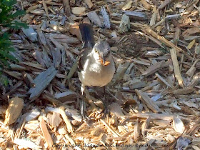 Adult Mockingbird in the Mulch with Dinner