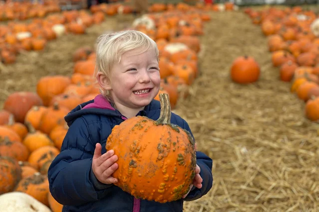 Picking a pumpkin from Cammas Hall Farm pick your own in 2019