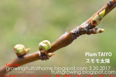 スモモ 太陽の花芽