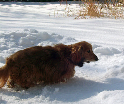 Reese in the snow 2