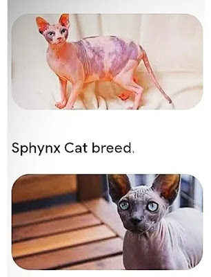 sphynx-sunburn-effect-on-skin1