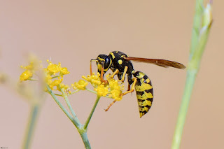 avispa-papelera-polistes-dominula-