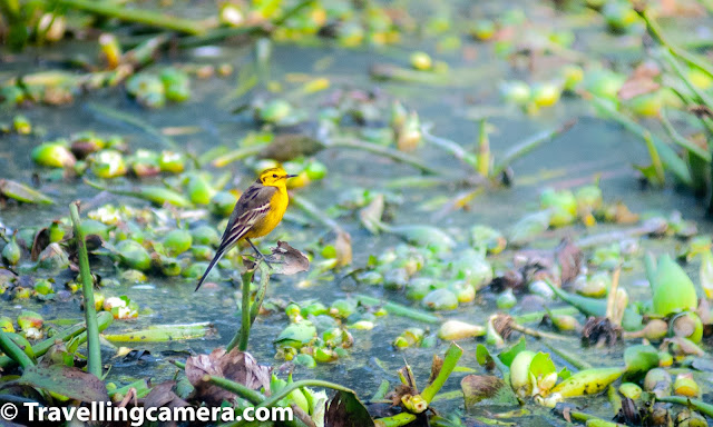 Anyways, on previous Saturday morning, we woke up early and headed out towards Greater Noida. It was here that we had to pick up our friend who was to be our guide. Let me take a few minutes to talk about this gentleman. He is an entrepreneur and a photographer with a deep-rooted interest in birding. He splits his time between India and the US and while he is in India, he ends up visiting the Surajpur Bird Sanctuary almost every alternate weekend. 