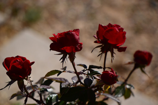 rose, miniature rose, daniela, Kordes und Sohne, small sunny garden, desert garden, amy myers