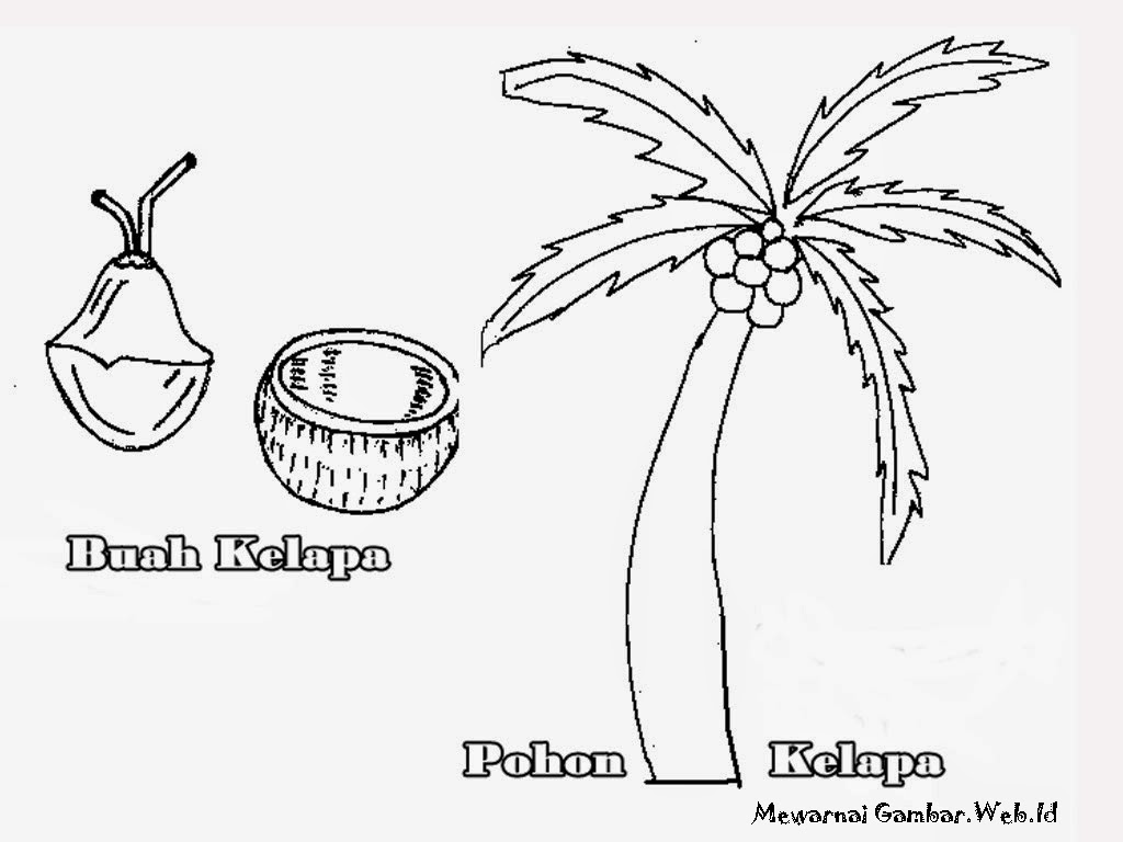 Mewarnai Gambar Pohon Dan Buah Kelapa Mewarnai Gambar 