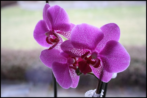26. januar 2011 028