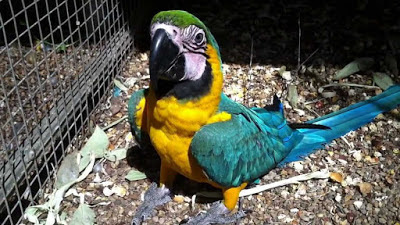 Harga Anakan Scarlet Macaw Blue And Gold Terbaru 2016
