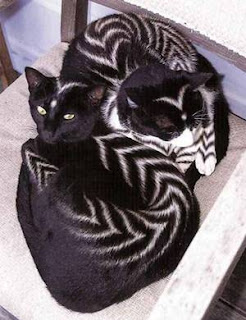 a pair of zebra cat