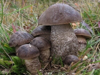 leccinum_scabrum