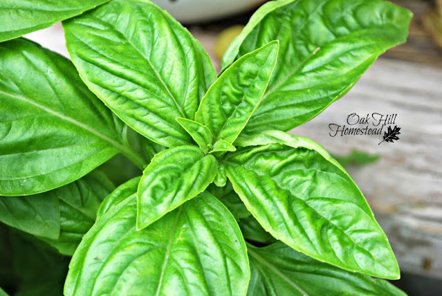 Basil plant with bright green leaves