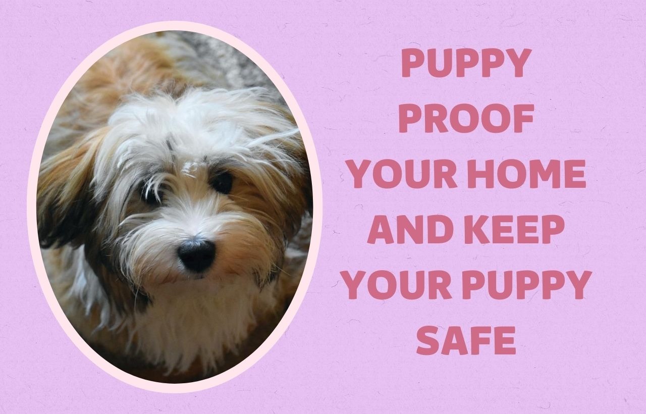 puppy proof your home